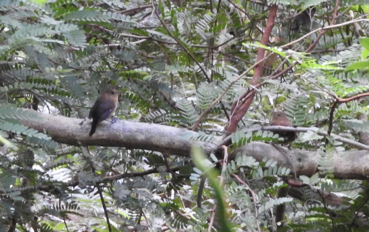 House Wren (Dominica) - ML133234771