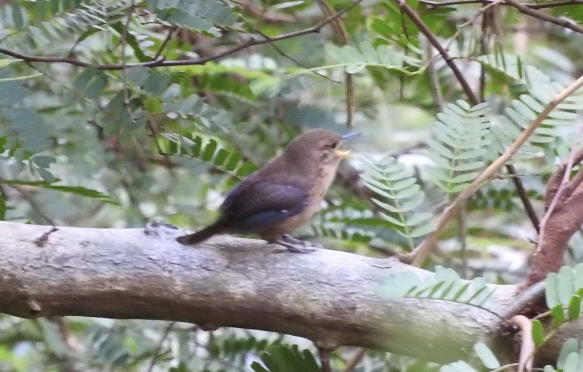 House Wren (Dominica) - ML133234821