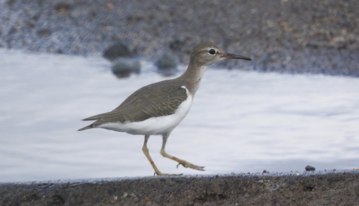 Spotted Sandpiper - ML133236981