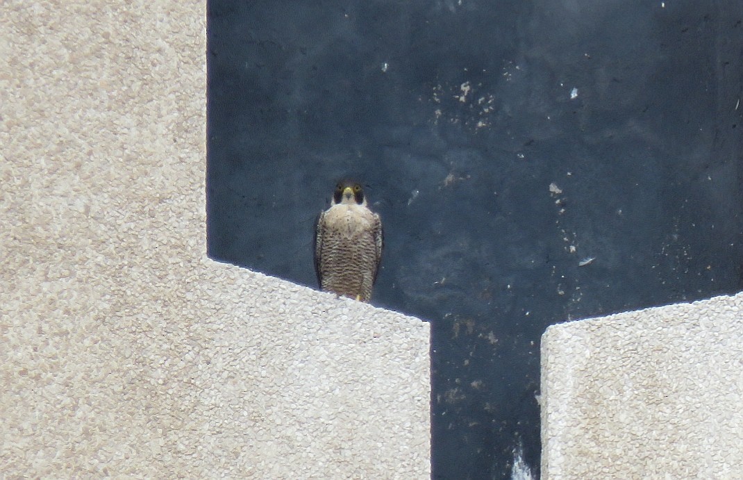 Peregrine Falcon (African) - ML133238371