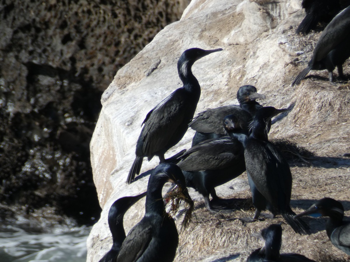 Pelagic Cormorant - ML133239091