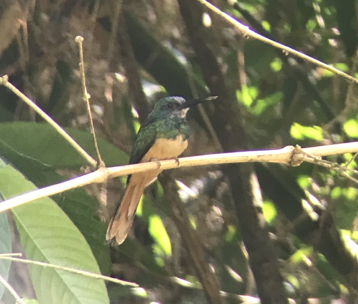 Bluish-fronted Jacamar - ML133239241