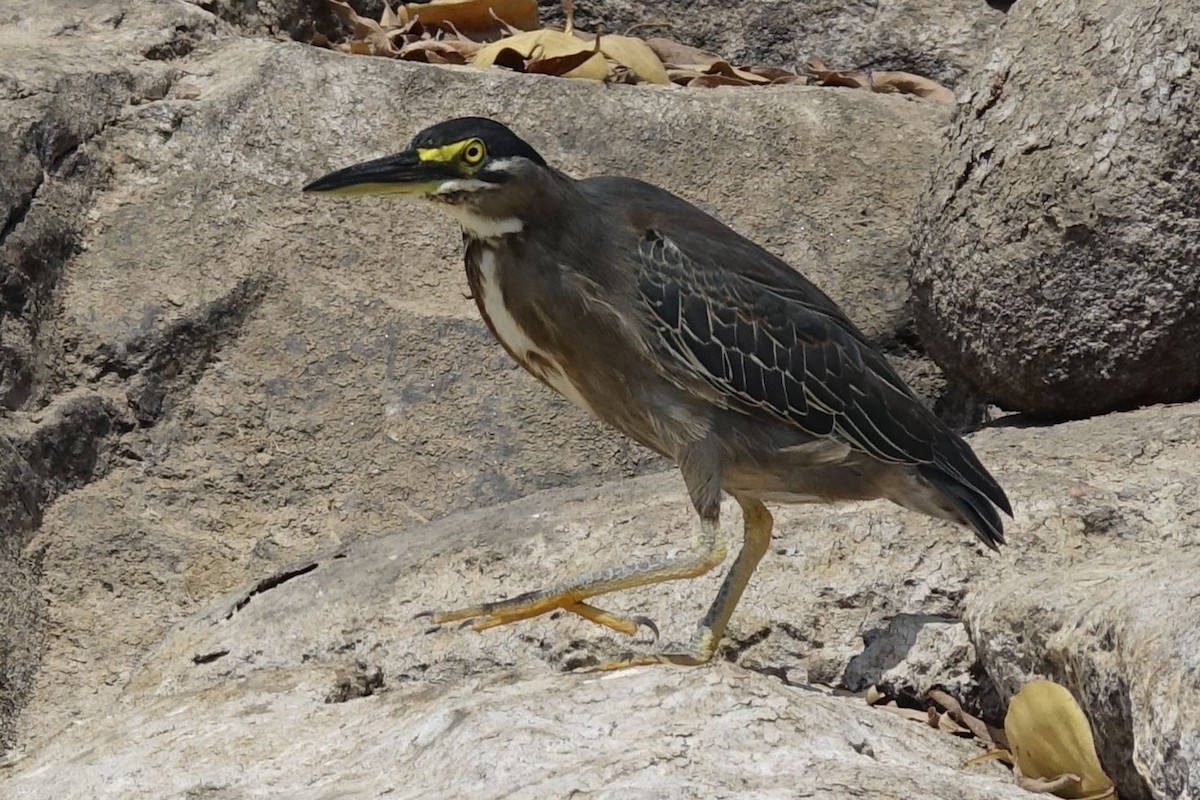 Striated Heron (Old World) - Daniel König