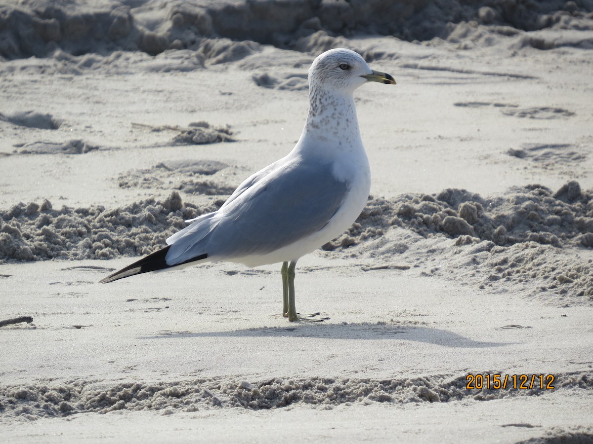 Ring-billed Gull - ML133241791