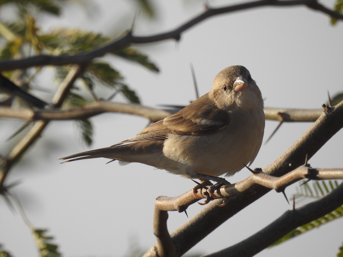 Yellow-throated Sparrow - ML133241981