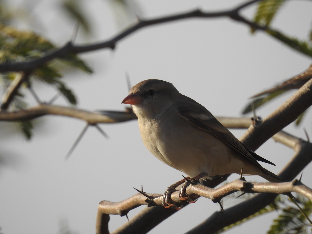 Yellow-throated Sparrow - ML133241991