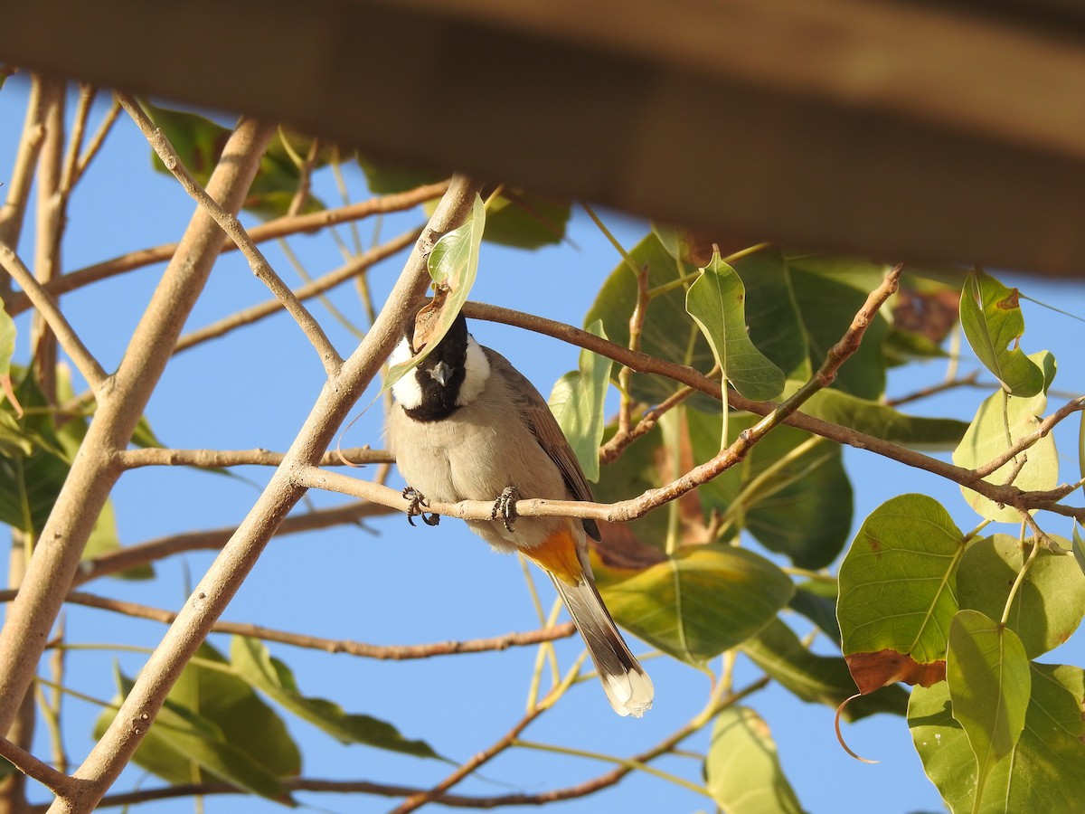 White-eared Bulbul - ML133242031