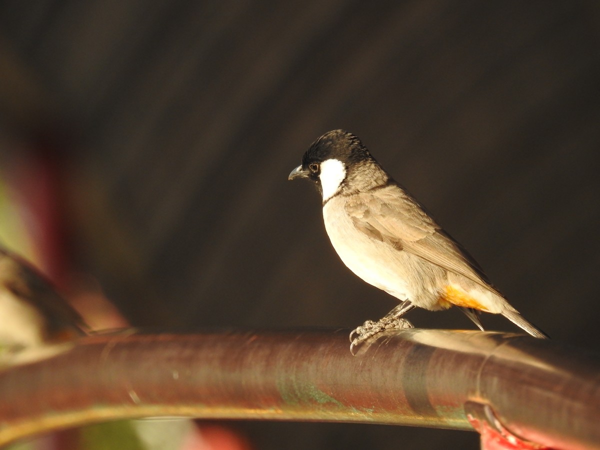 Bulbul à oreillons blancs - ML133242081