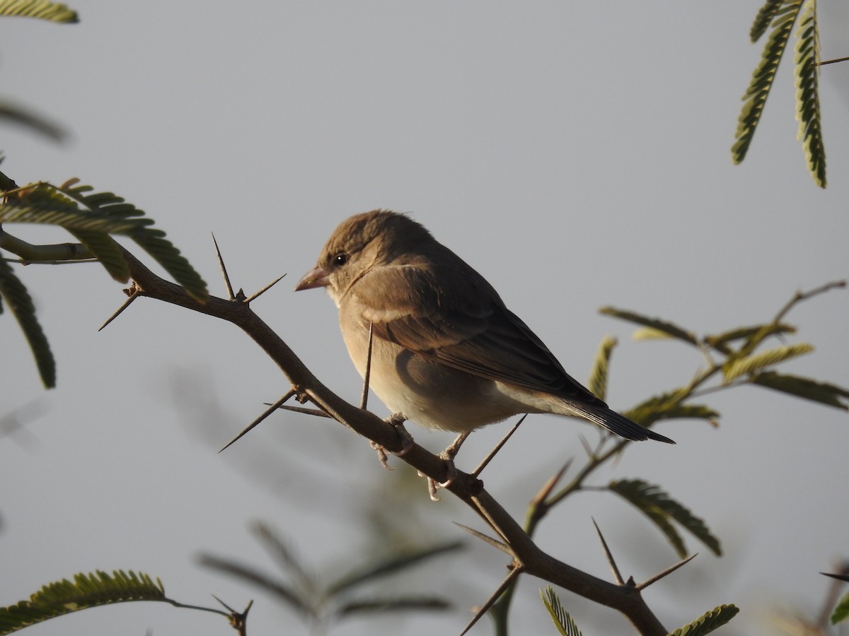Yellow-throated Sparrow - Ashwin Viswanathan