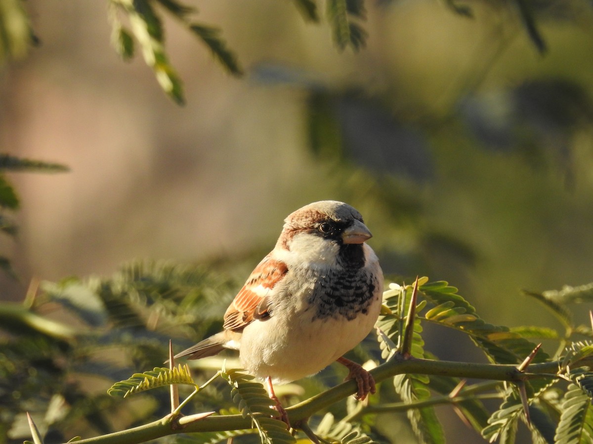 House Sparrow - ML133242201