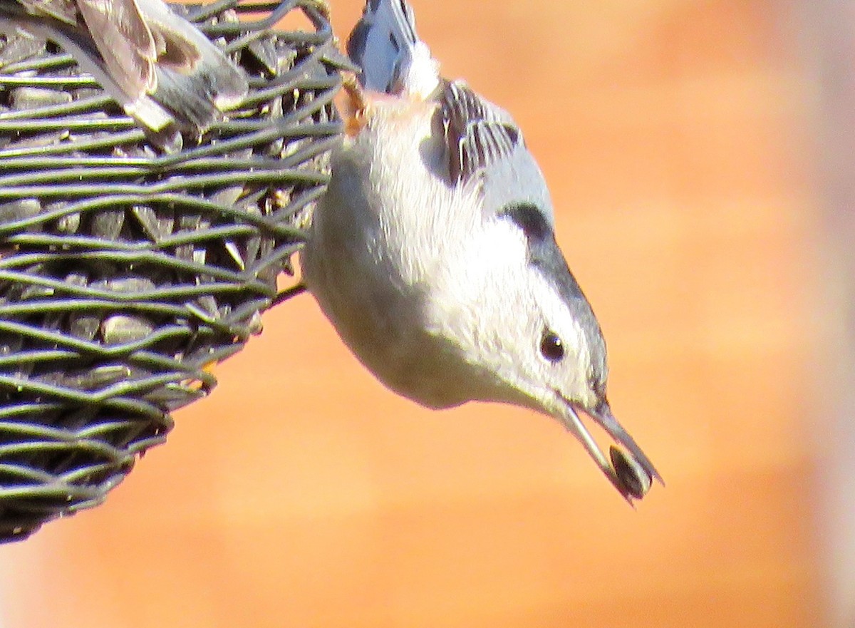 White-breasted Nuthatch - michele ramsey