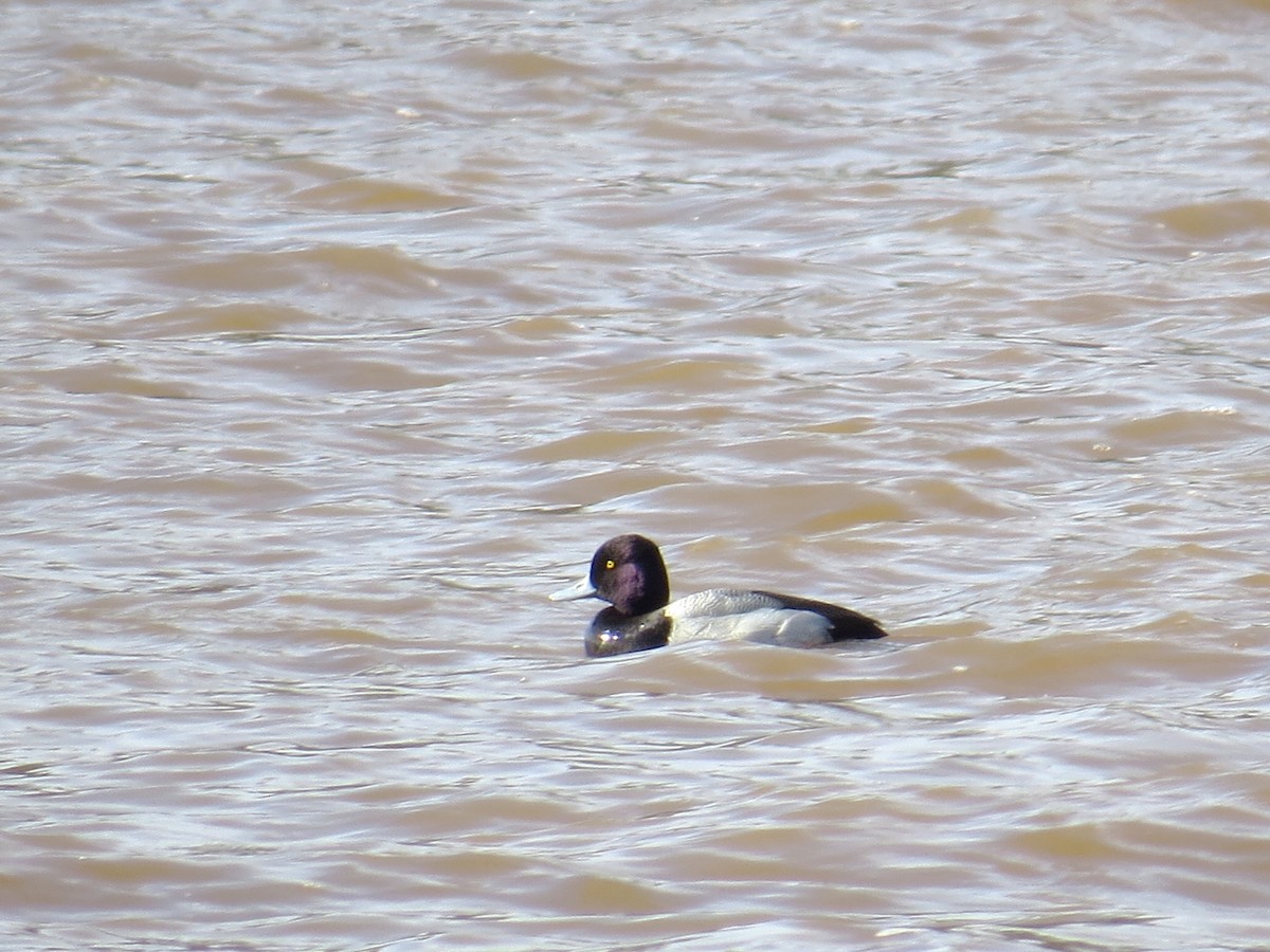 Lesser Scaup - ML133242261