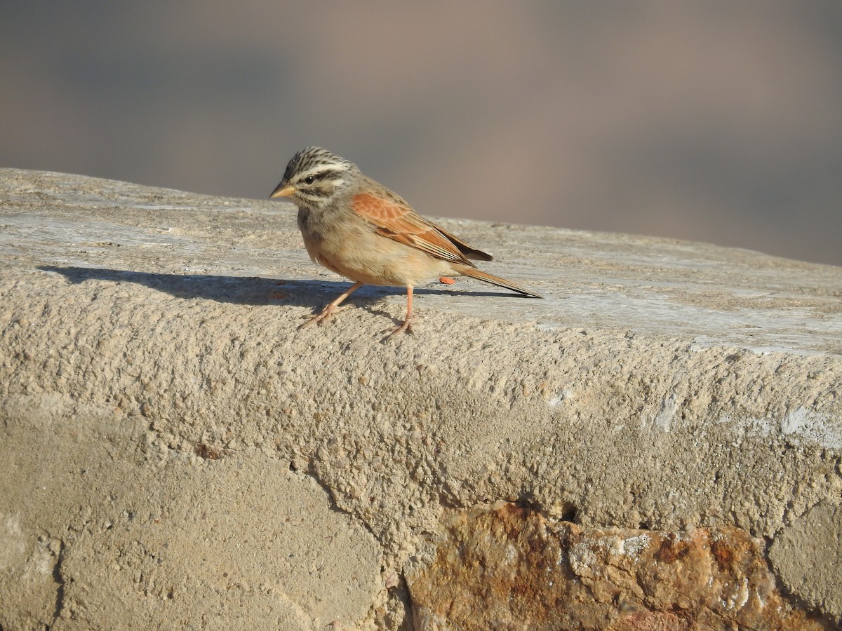 Striolated Bunting - Ashwin Viswanathan