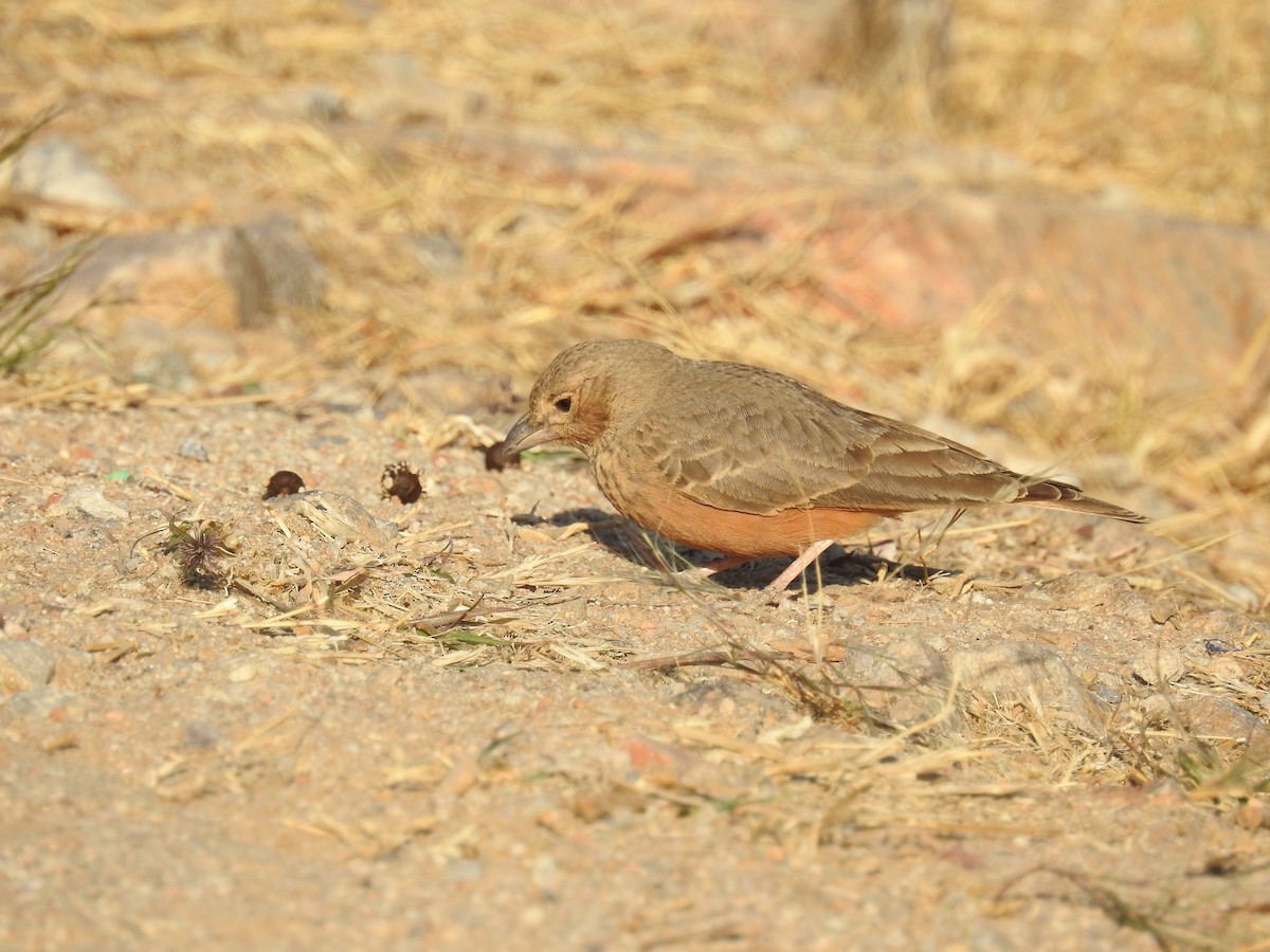 Rufous-tailed Lark - ML133242971