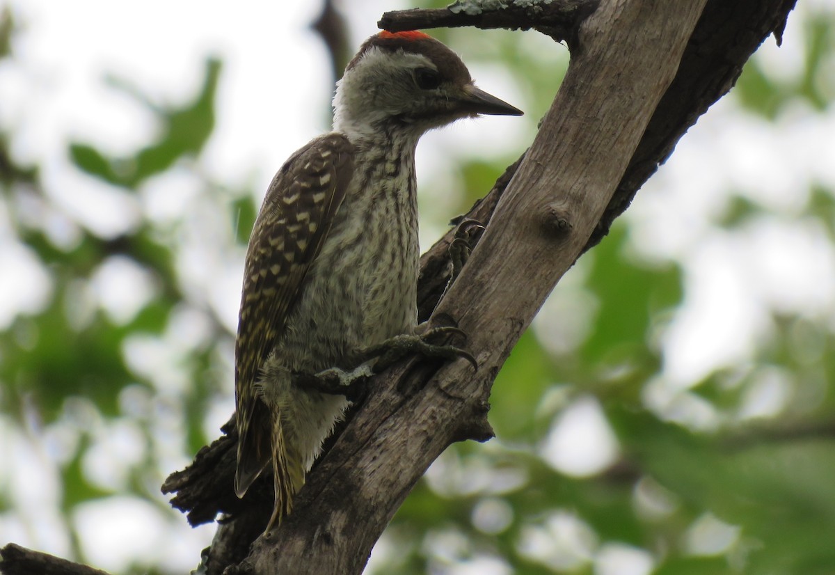 Cardinal Woodpecker - ML133243681