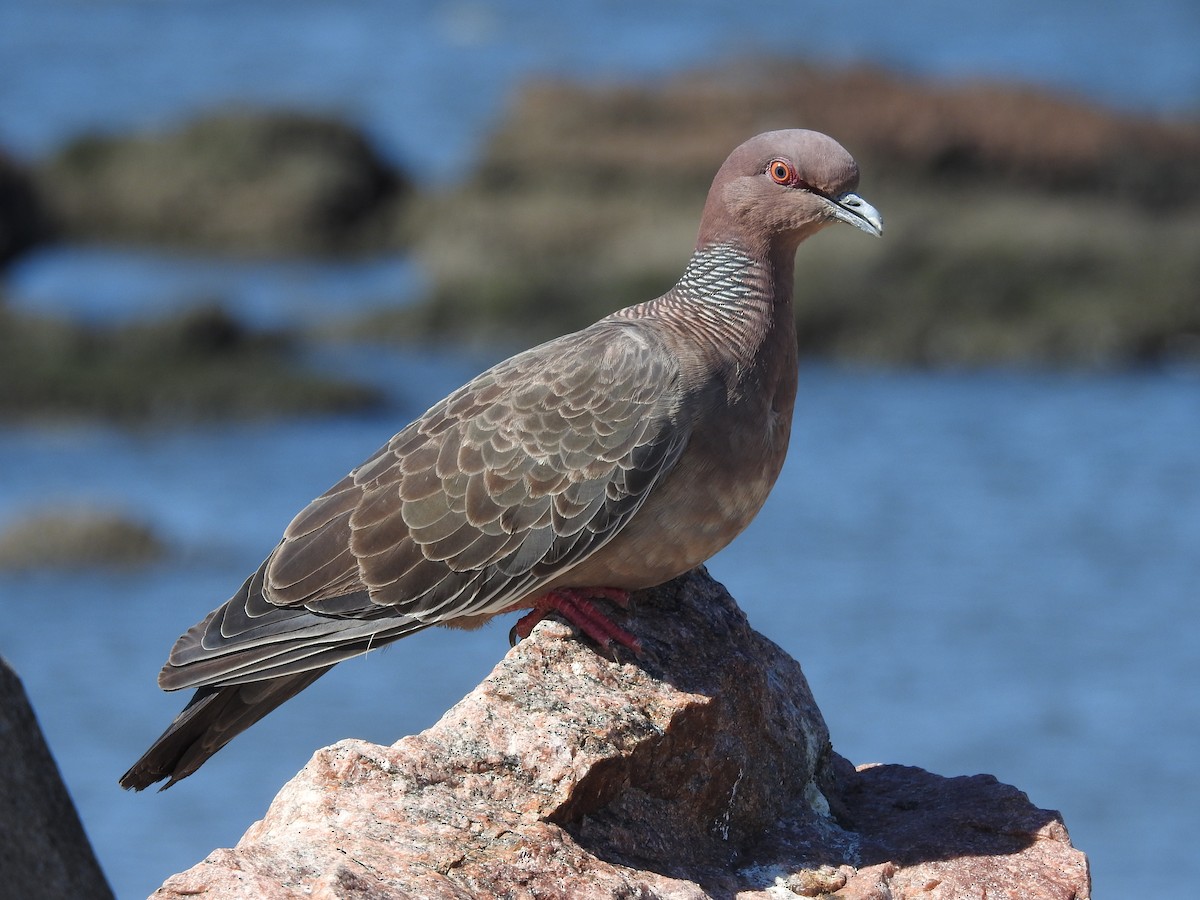 Picazuro Pigeon - ML133244781