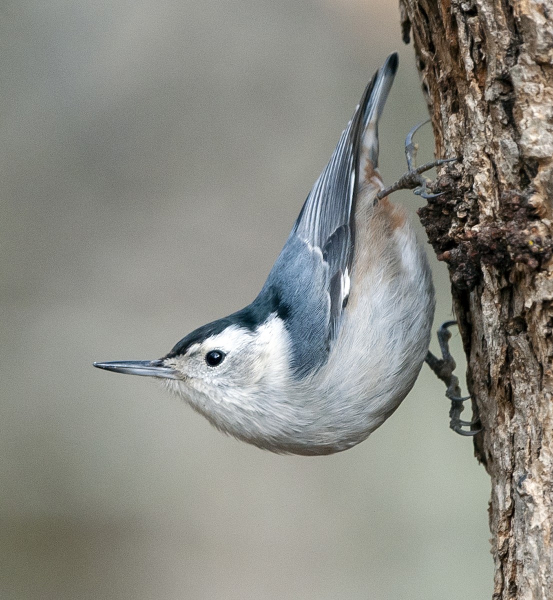 White-breasted Nuthatch (Pacific) - Cliff Peterson