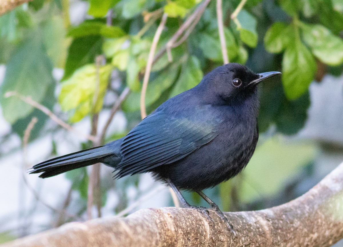 Black Catbird - ML133248011