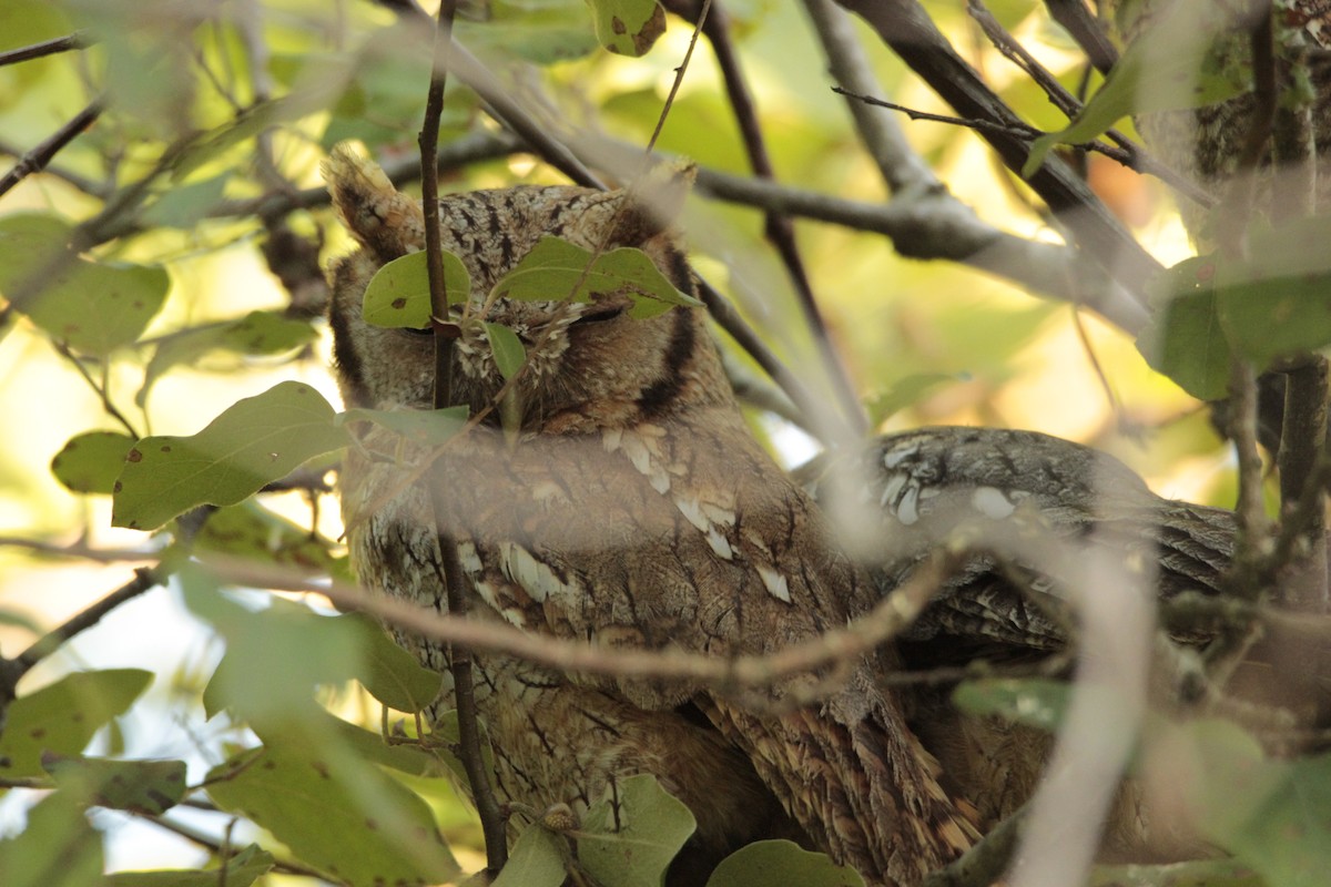 Tropical Screech-Owl - JESSICA ARRIGORRIA