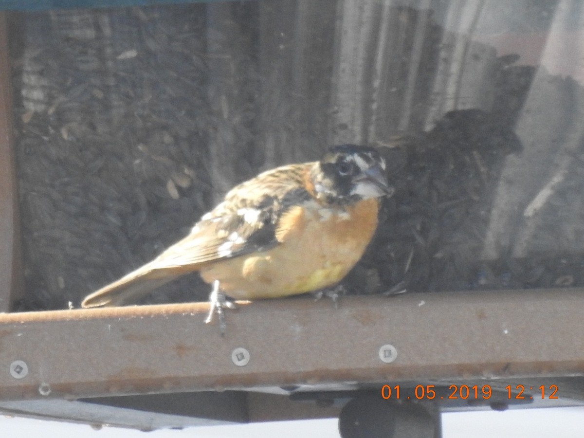 Black-headed Grosbeak - ML133248881