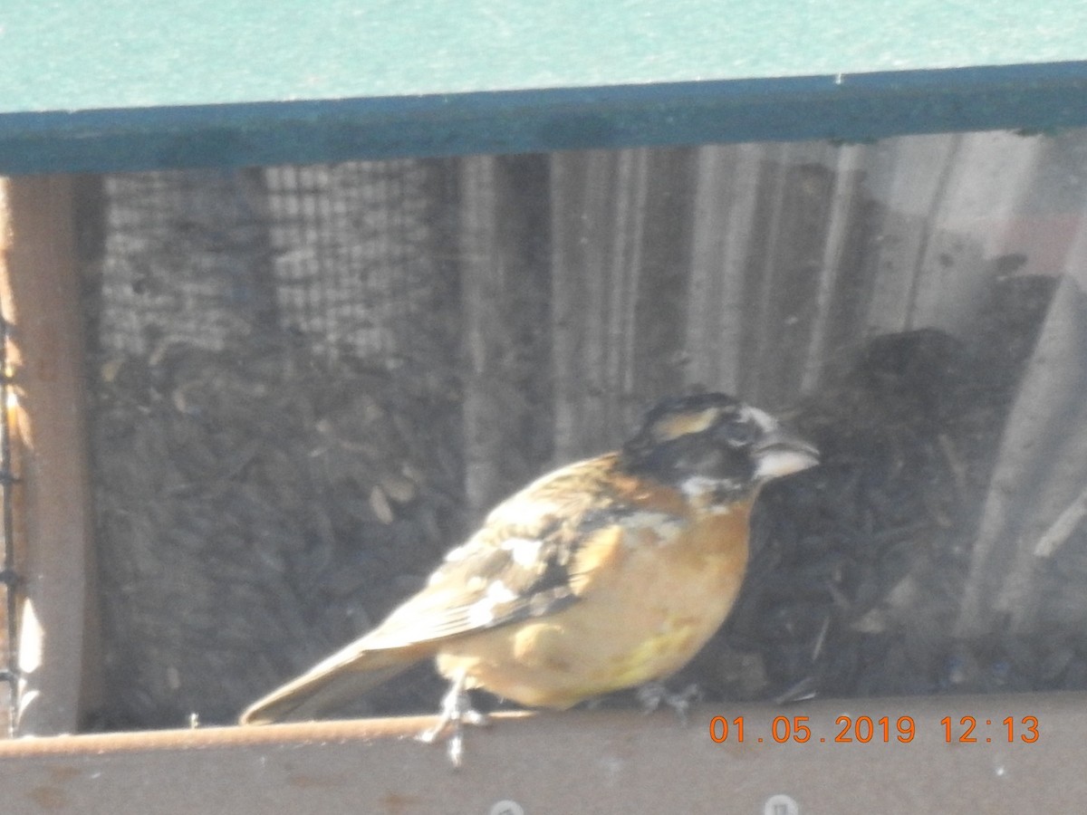 Black-headed Grosbeak - Eldon Dodd