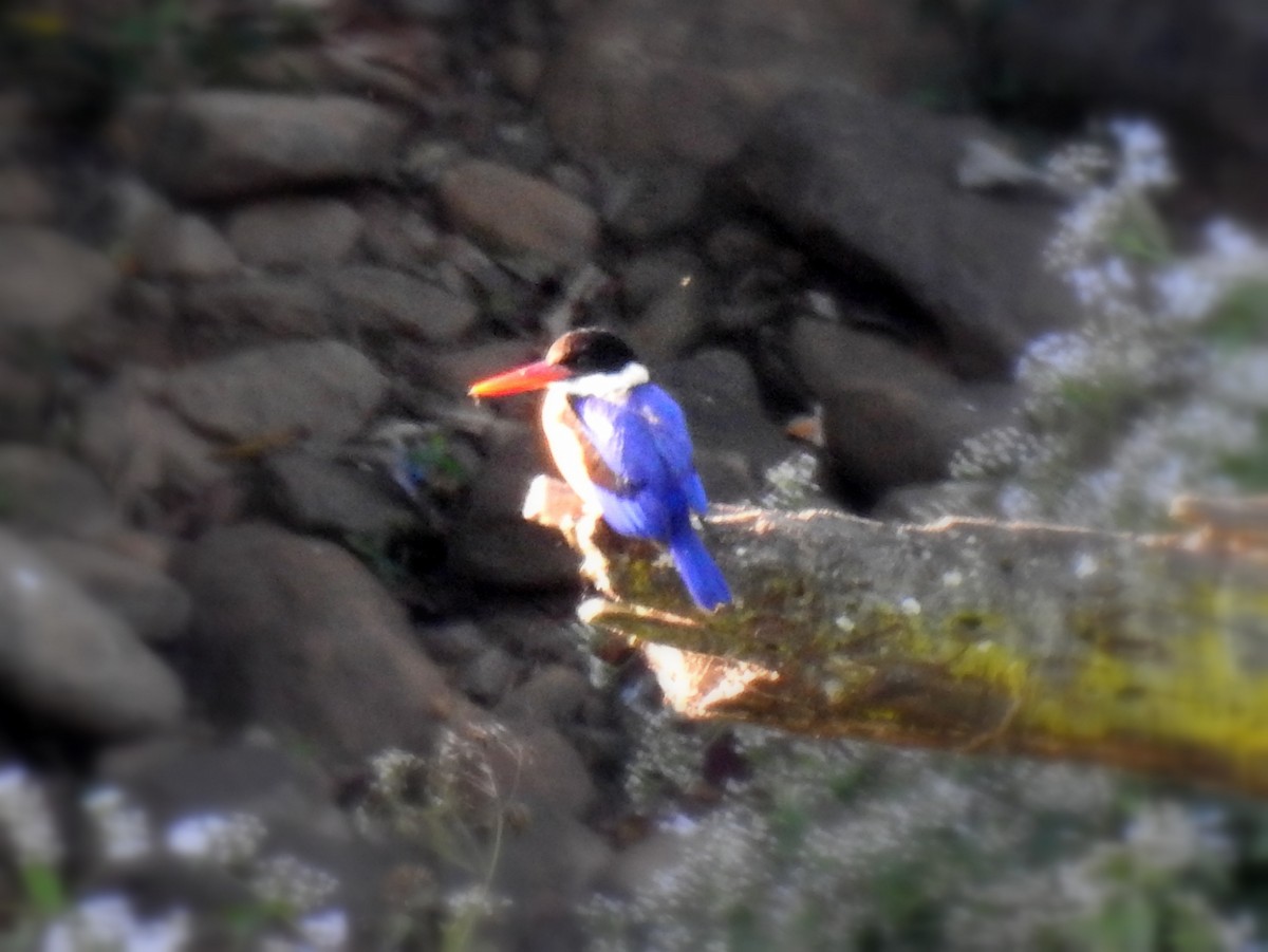 Black-capped Kingfisher - ML133249101