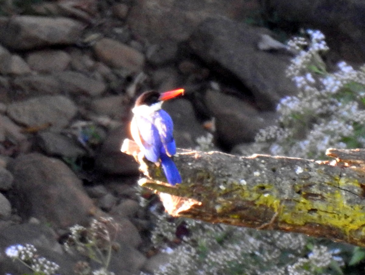 Black-capped Kingfisher - Sivashankar Ramachandran