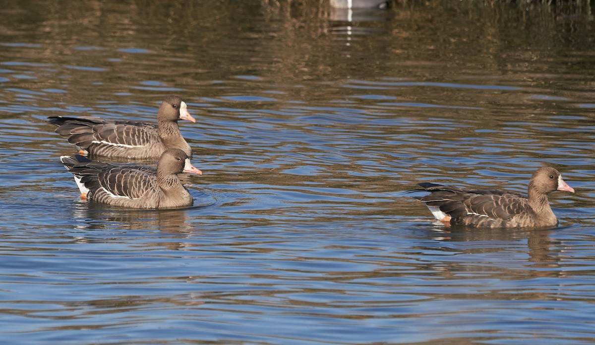 Greater White-fronted Goose - ML133250811