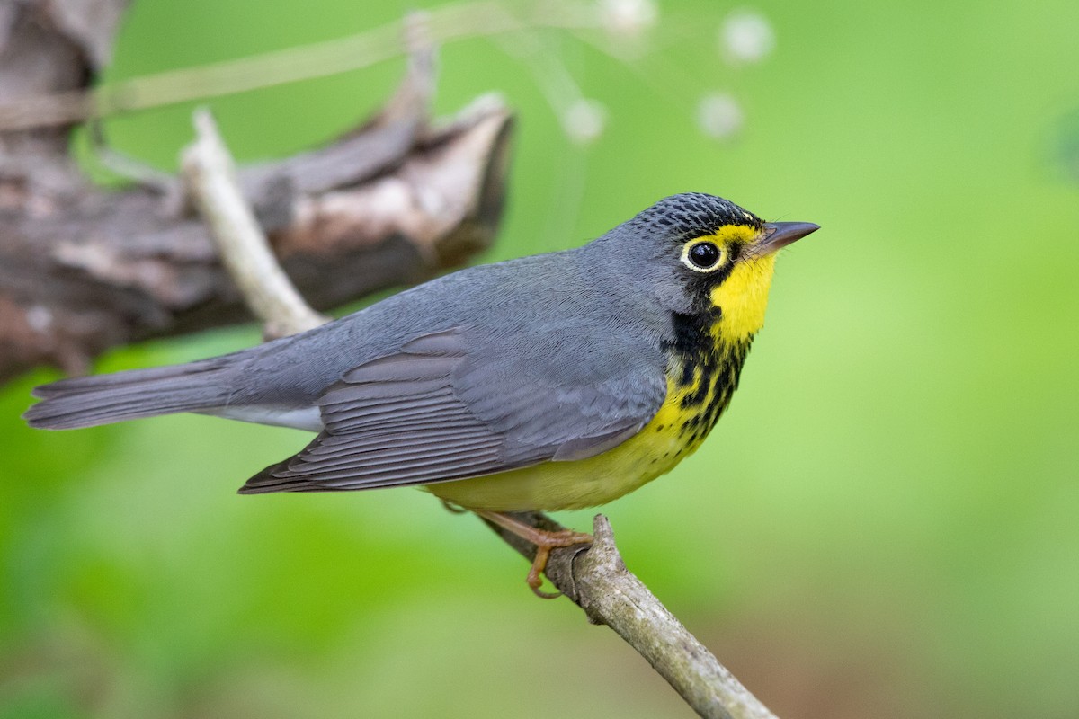 Canada Warbler - Tony Dvorak