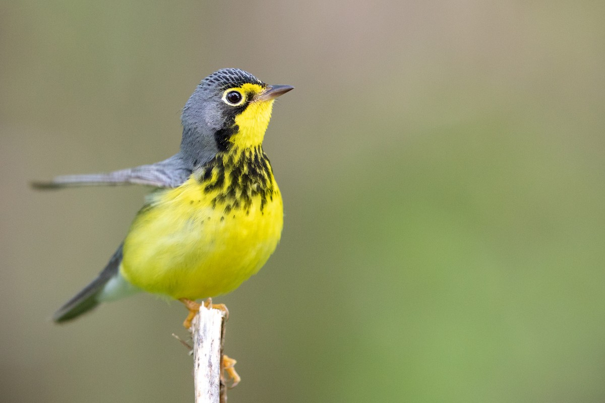 Canada Warbler - ML133253461