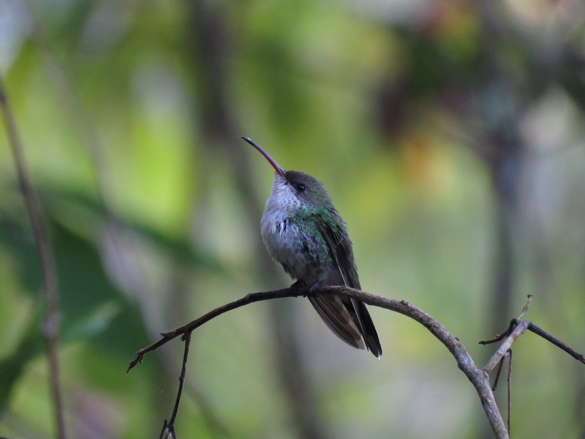 Red-billed Streamertail - ML133253471