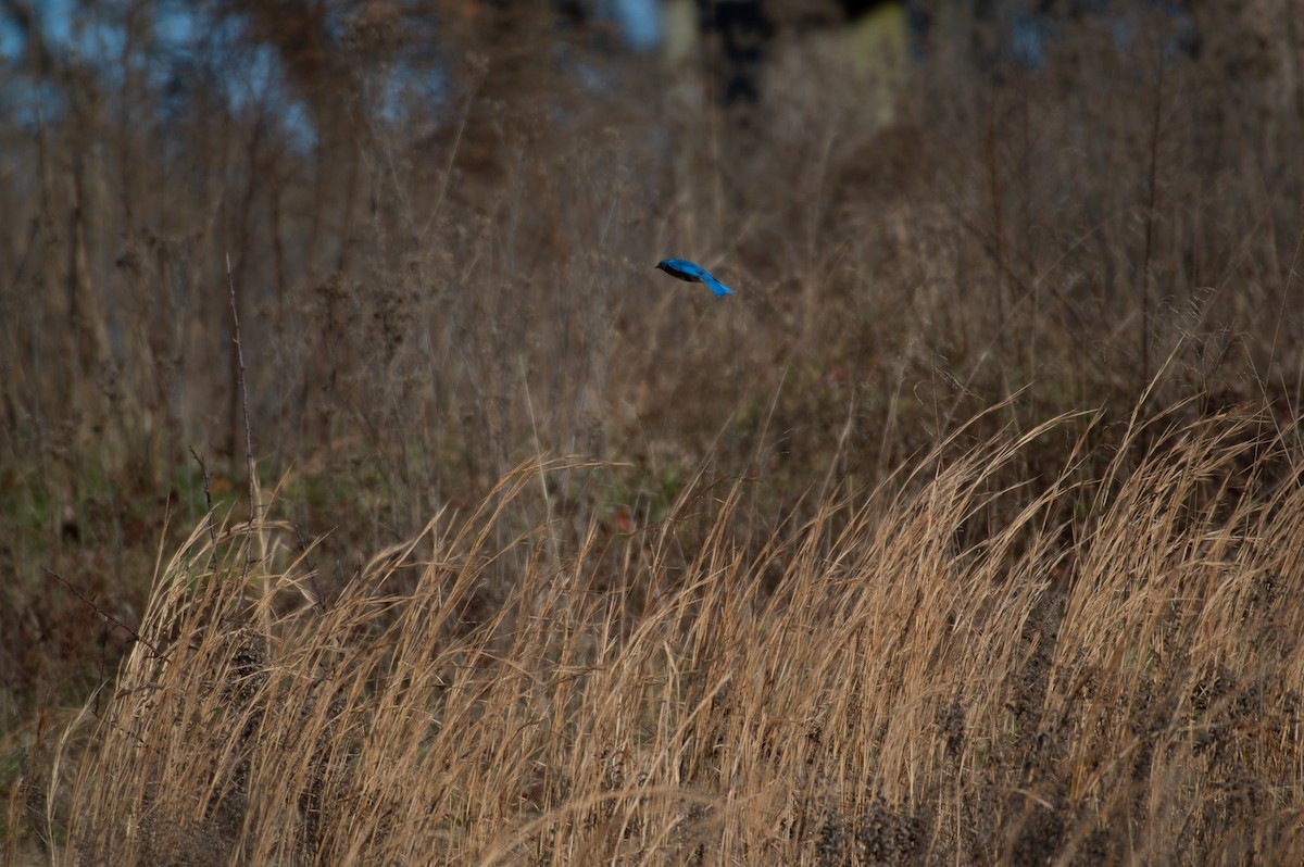 Eastern Bluebird - ML133253791