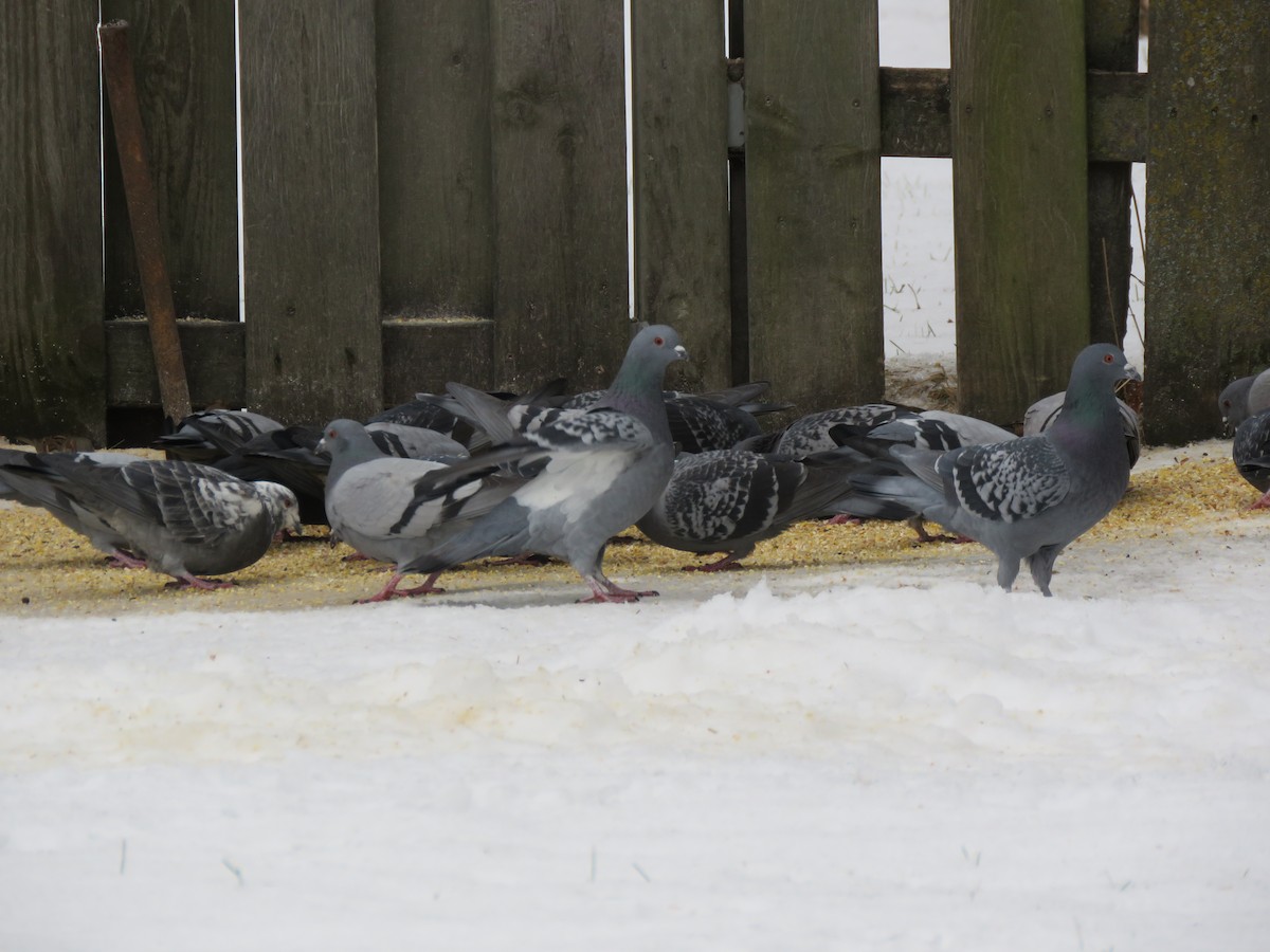 Rock Pigeon (Feral Pigeon) - ML133254531