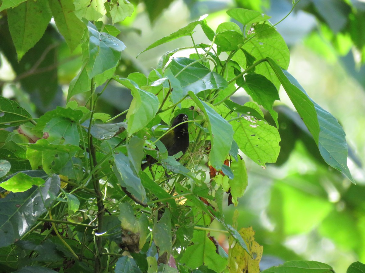 Yellow-shouldered Grassquit - ML133254541