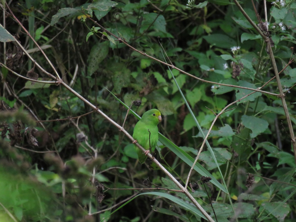 Green-rumped Parrotlet - ML133255071