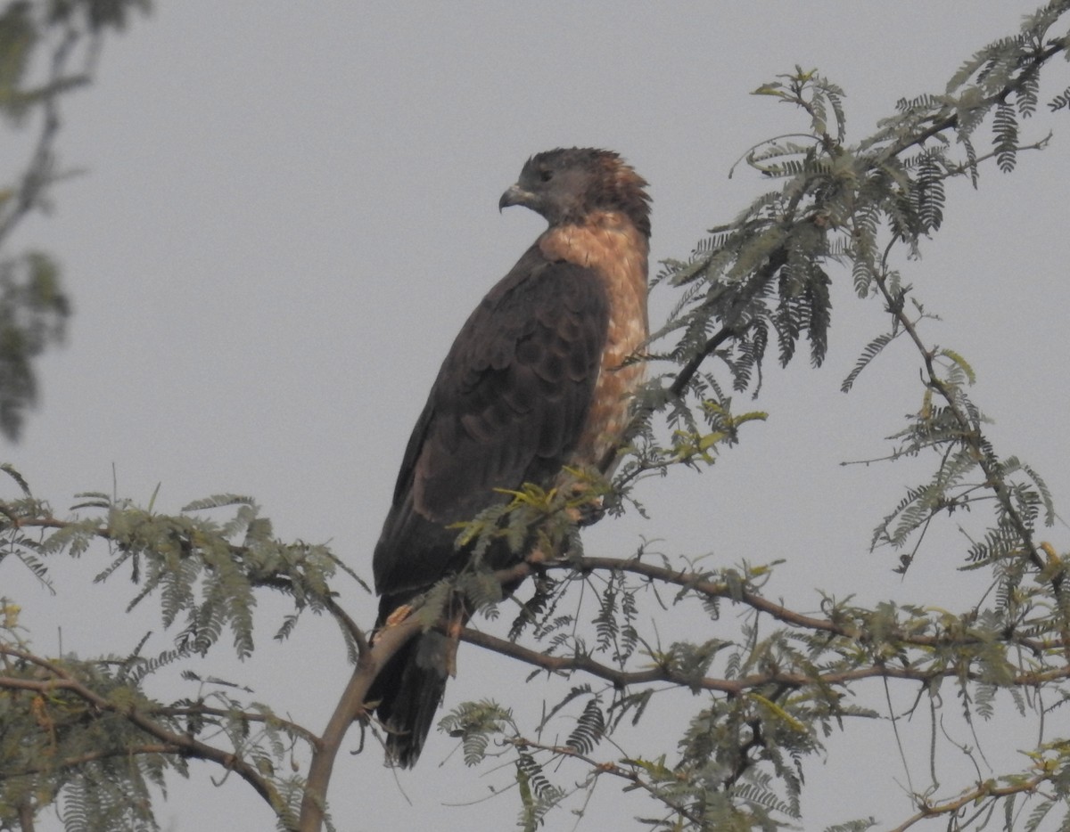 Oriental Honey-buzzard - Akash Gulalia