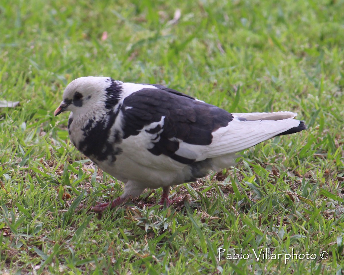 Rock Pigeon (Feral Pigeon) - ML133255571