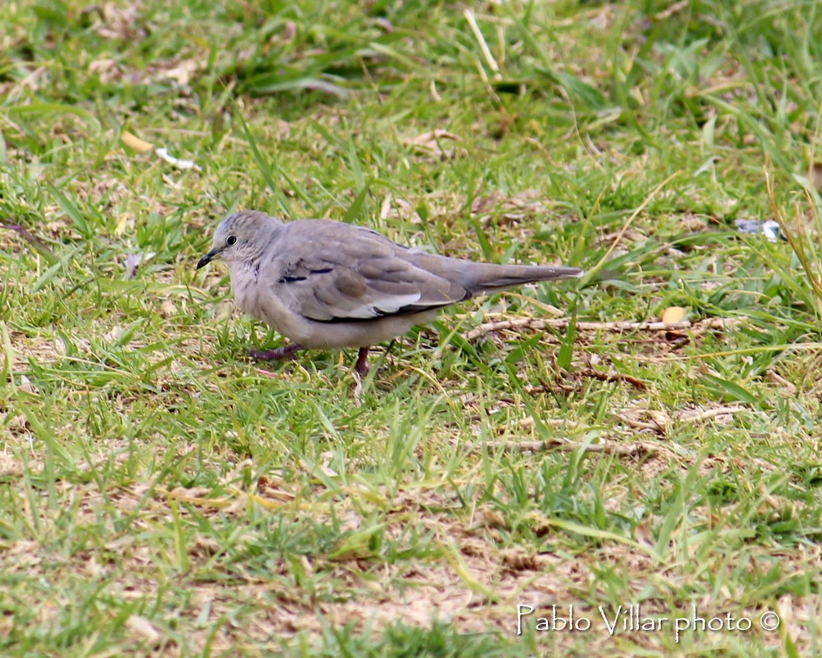 Picui Ground Dove - Pablo Villar