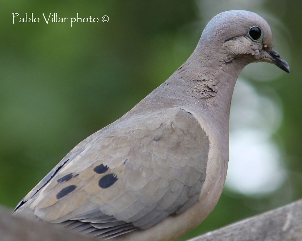 Eared Dove - ML133255641