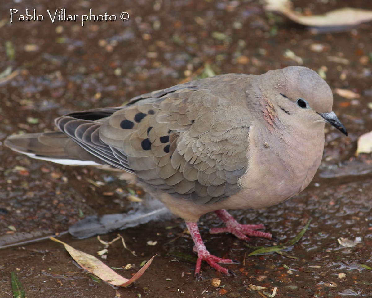 Eared Dove - Pablo Villar