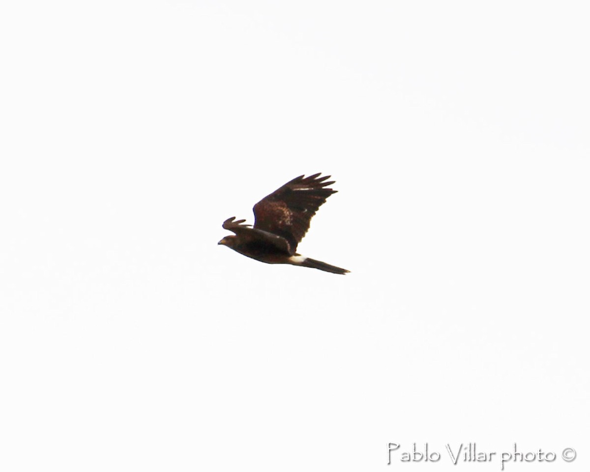 Harris's Hawk - ML133255711