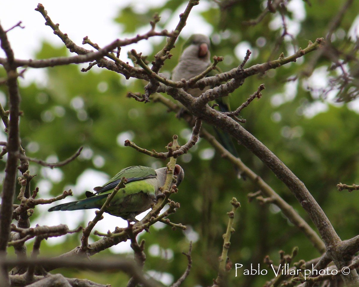 Monk Parakeet - ML133255721