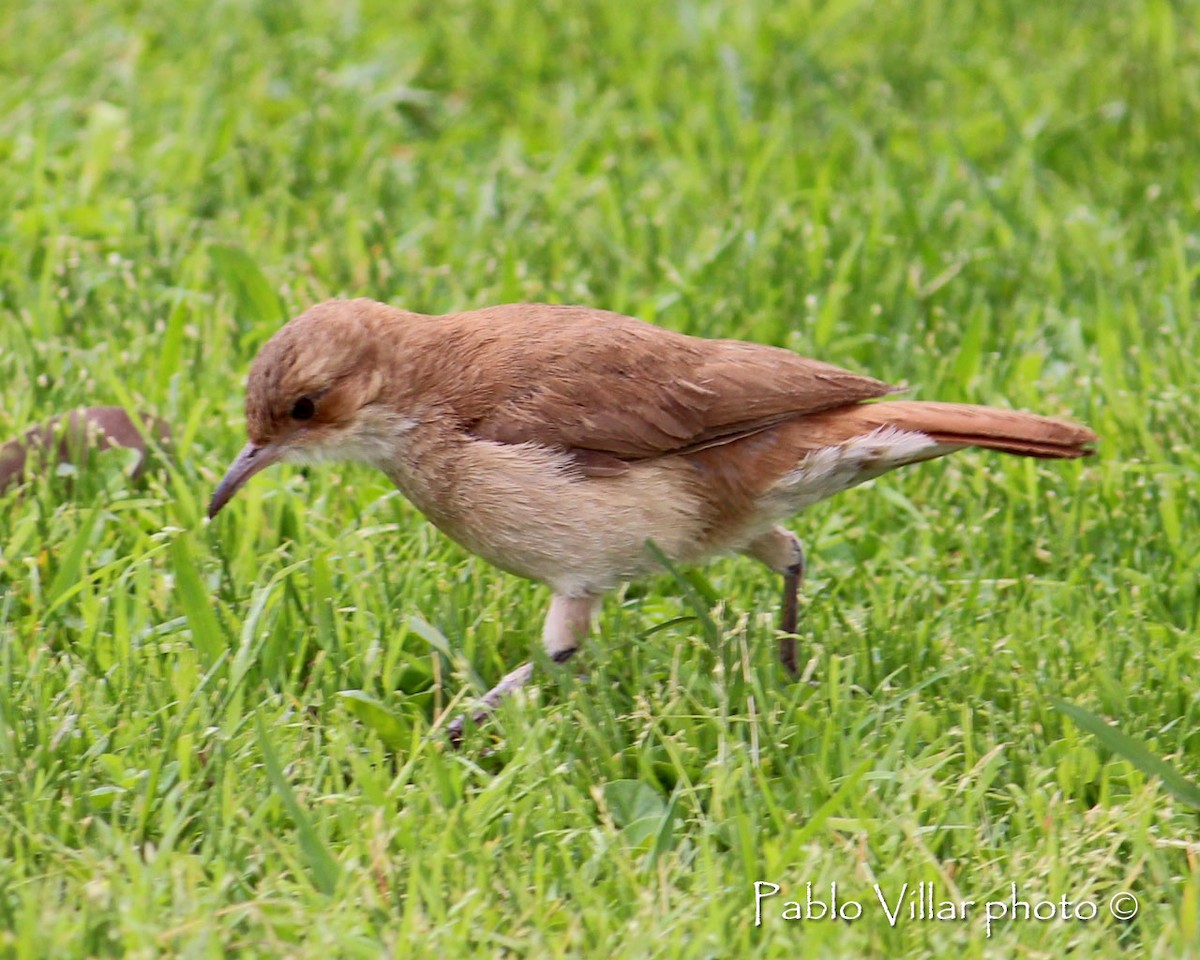 Rufous Hornero - ML133255821