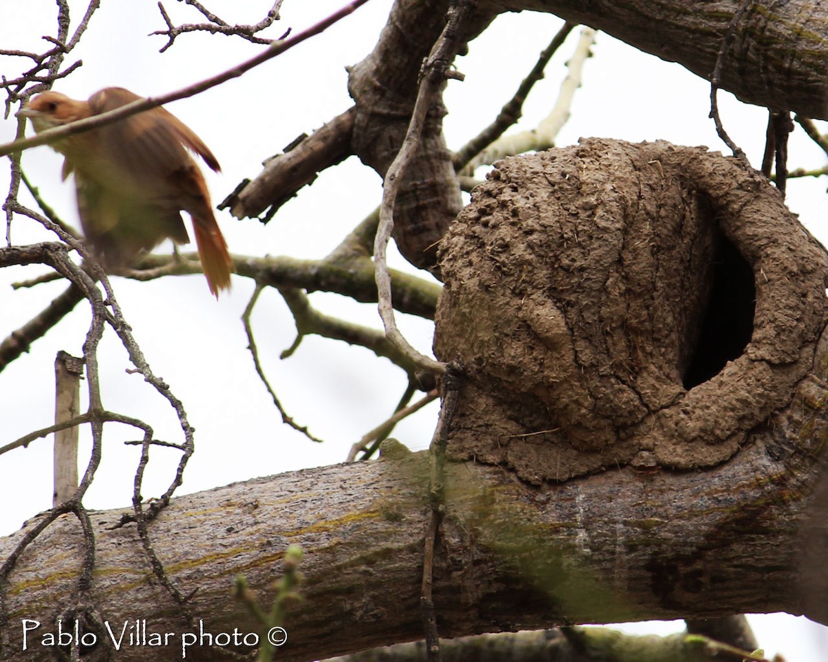 Rufous Hornero - Pablo Villar