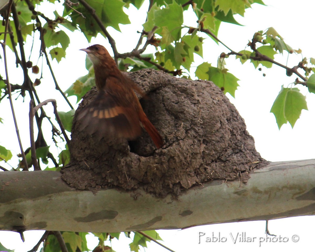 Rufous Hornero - Pablo Villar