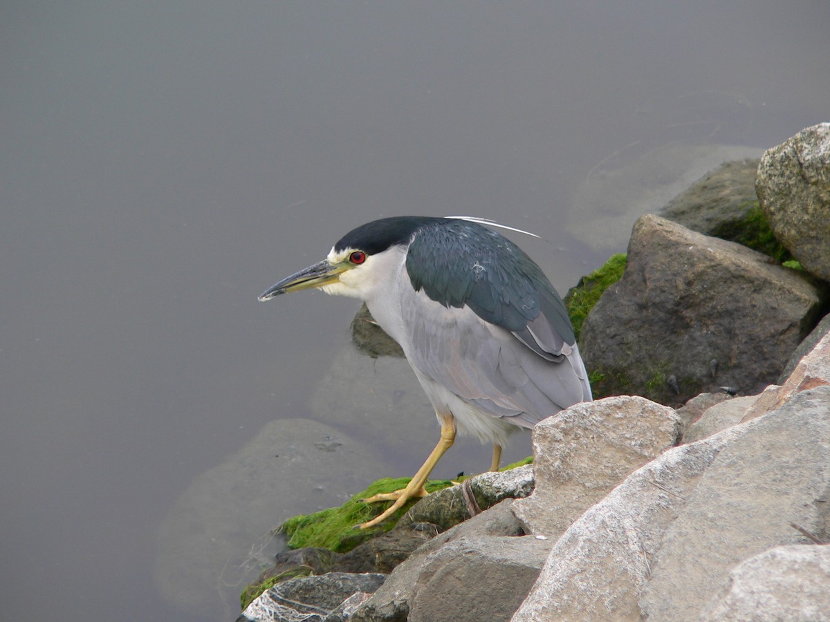 Black-crowned Night Heron - ML133255911