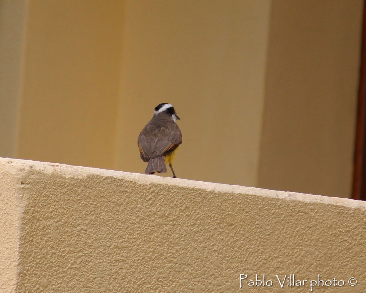 Great Kiskadee - Pablo Villar