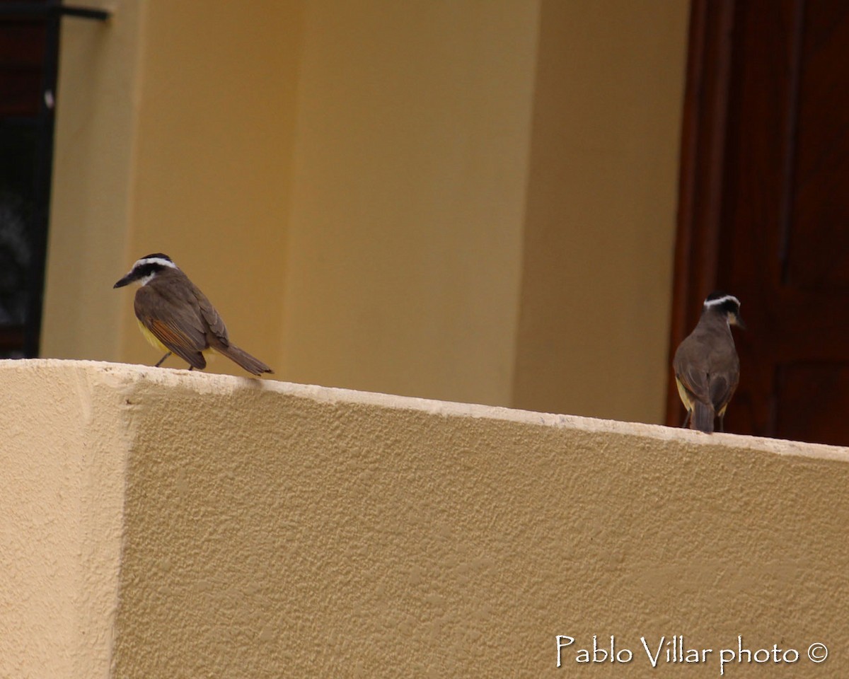 Great Kiskadee - ML133256081