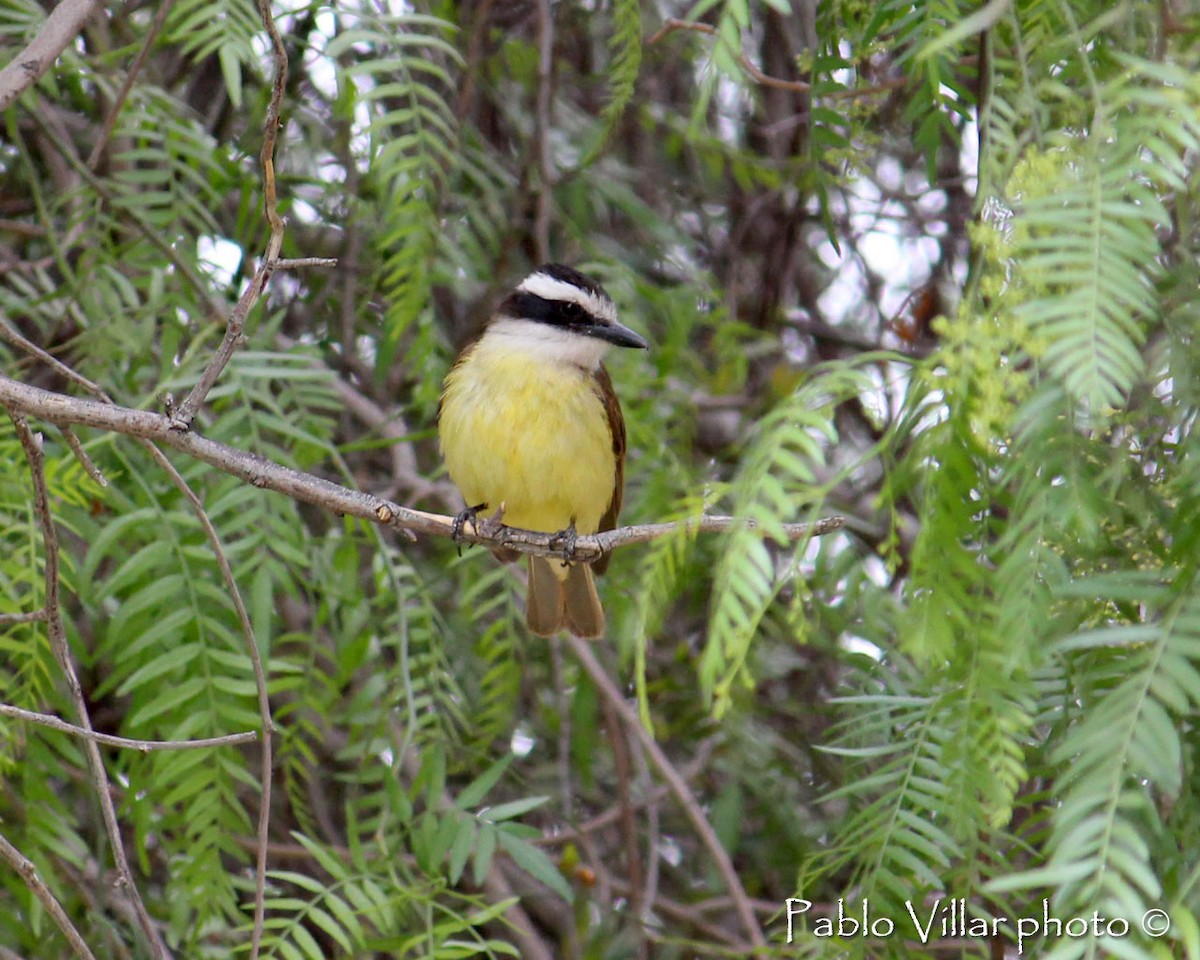 Great Kiskadee - ML133256091