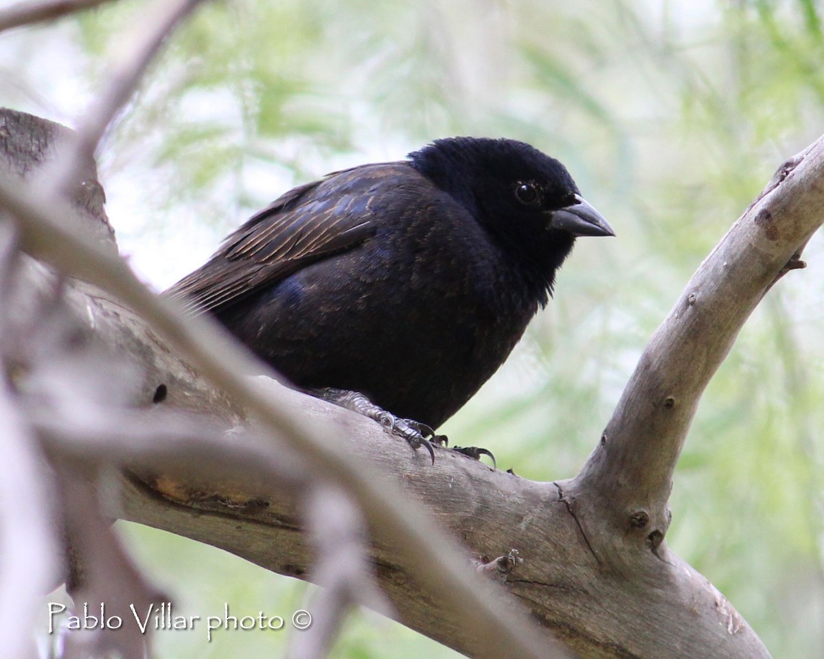 Screaming Cowbird - ML133256151